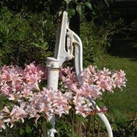 Cheryl Whybrew