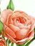 Husna M...
