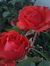 Asool G...