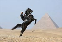 محمد الرفاعي