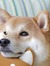 Akemi