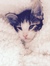 Brandon