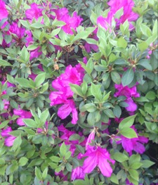 Kimberly Mann stephens