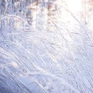 Snowgrass Kim