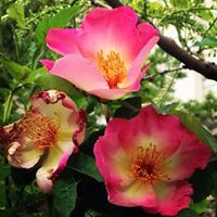 Tamara Brownlee Brown