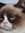 Kitteh
