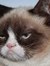 Kitteh
