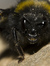 The Phantom Of The Apiary