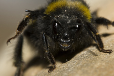 The Phantom Of The Apiary 