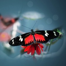 إحسان الحكيمي