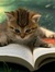 Tigerkitten