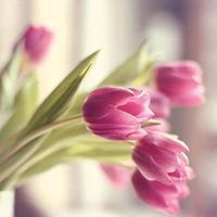 زهرة التوليب