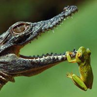 المهندس مصطفى