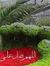 الشيخ محمد