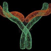 اجسام مضادة