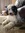 Lola | 1001 comments