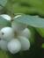 Snow Berry