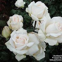 حبيبة بوعوينة