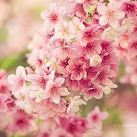 Asmaa Tabbaa