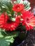 Chirag ...