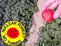 سمية ازرايدي