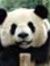 Anh My