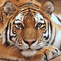 ناهل المصري