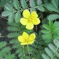 Зулия Туганова