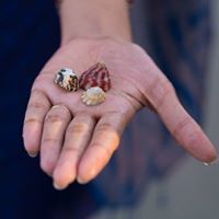 জয়ীতা সেন রিম্পী