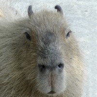 Liz Capybara