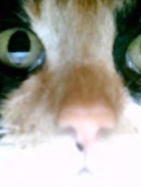 Catto Meow