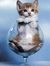 Cat Cat