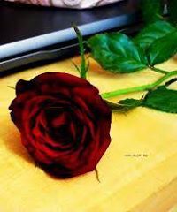 Alwash AL Jerfa