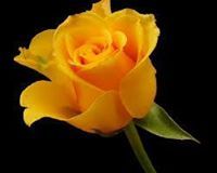 زهرة النرجس