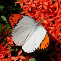 فراشات وورود