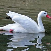 Aas Mohammad
