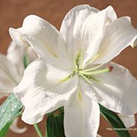 نور الإسلام