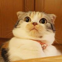 นายชาเย็น ผู้เย็นชา