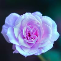 Мохаммид Ал Алй