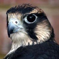 بكيفي هذا اسمي