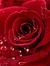 Rosalie...