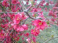 روشنك رضائی