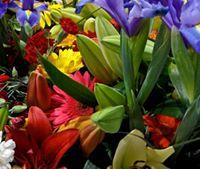 ماجد الماجدي