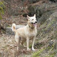 Василка Копривленска