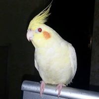 عبودي الجاسم