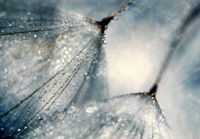 Снежана Инджова