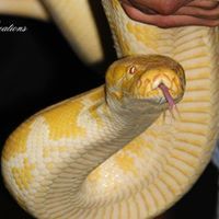 Snakes Strandfontein