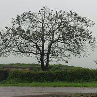 محمد الوطبان