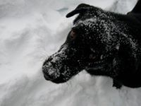 William M. Doolittle