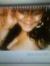Trice Scott